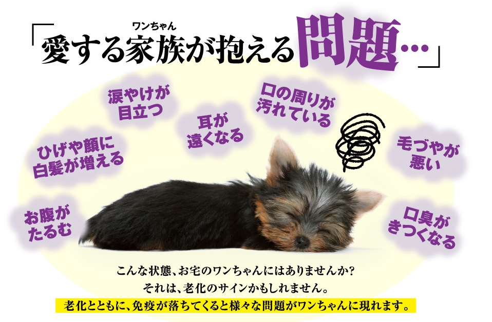 ワンプレミアム