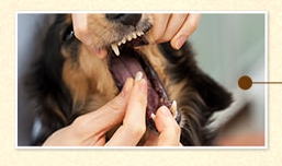 犬の口が臭い!効果的なサプリメントはペットシア