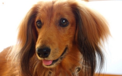 ミニチュアダックスフンド