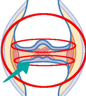 ndfナチュラルドッグフード