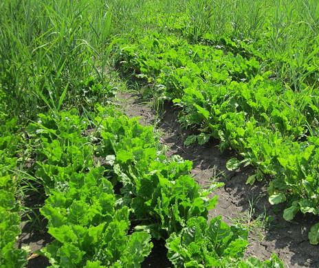 ndfナチュラルドッグフード