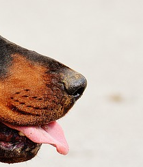 ndfナチュラルドッグフード