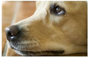 ナチュラルドッグフードの悪評