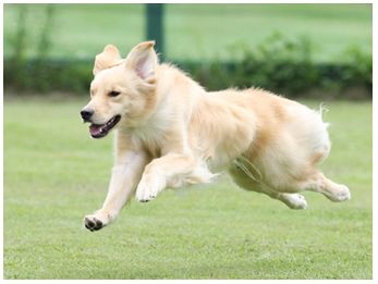 ナチュラルドッグフードの悪評