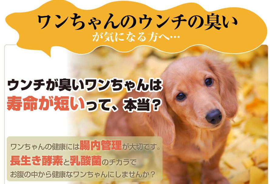 ずっと一緒だワン